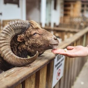 Premium Farm Ram