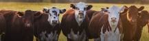 Premium Cattle &amp; Goats for Sale