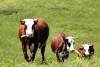 Strong, Healthy &amp; Well-Bred Animals