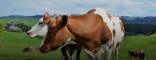 Buy Livestock with Confidence